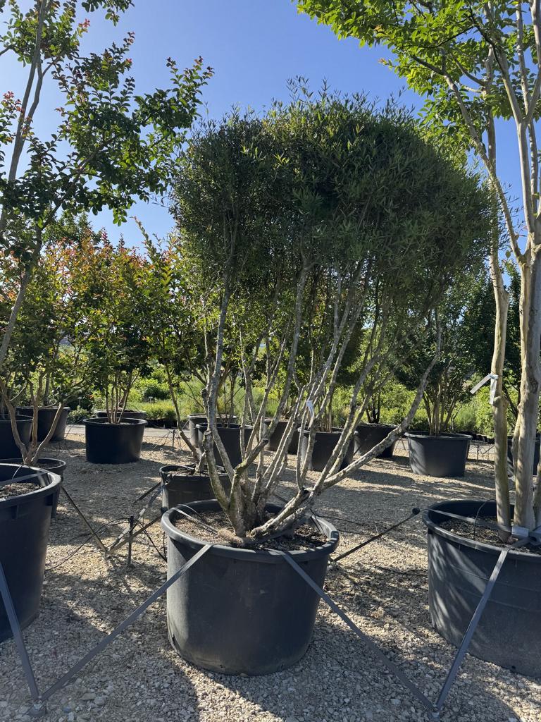 Phillyrea angustifolia Schirmform