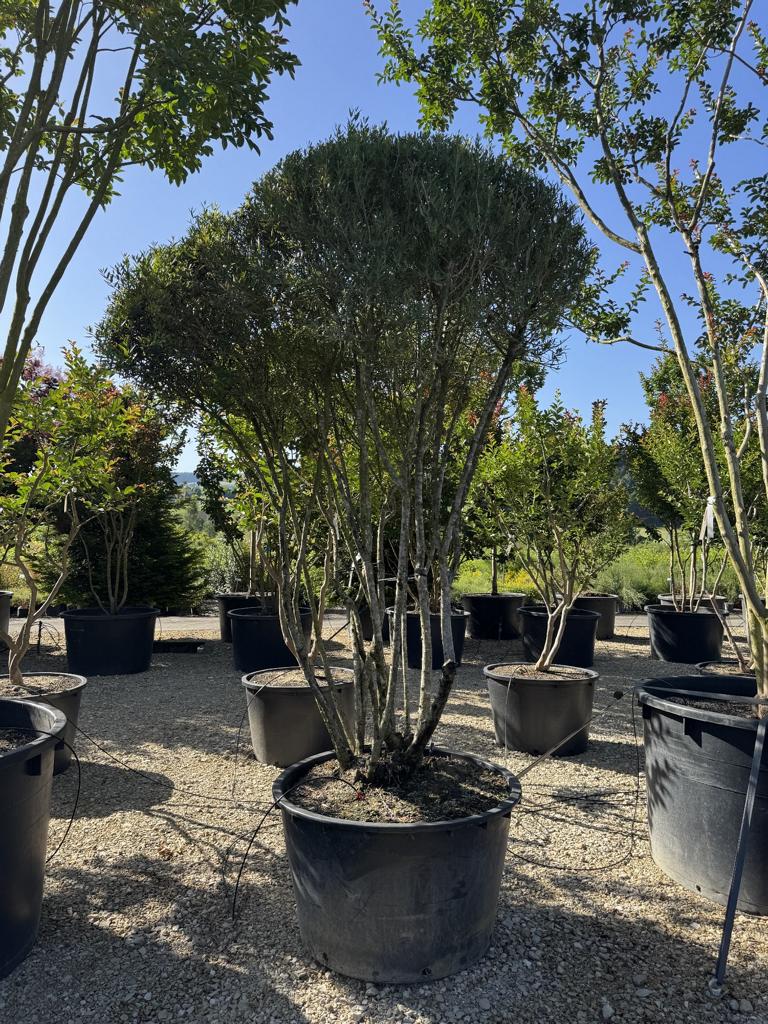 Phillyrea angustifolia Schirmform