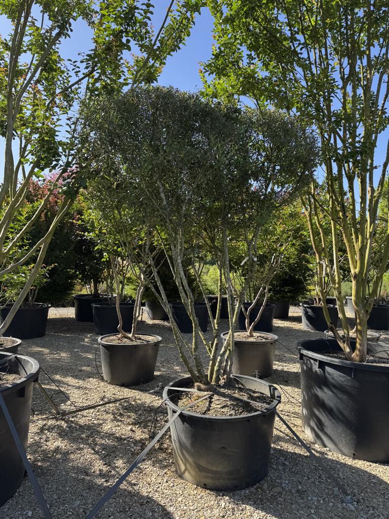 Phillyrea angustifolia Schirmform