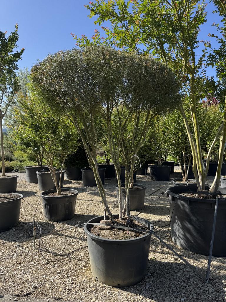 Phillyrea angustifolia Schirmform