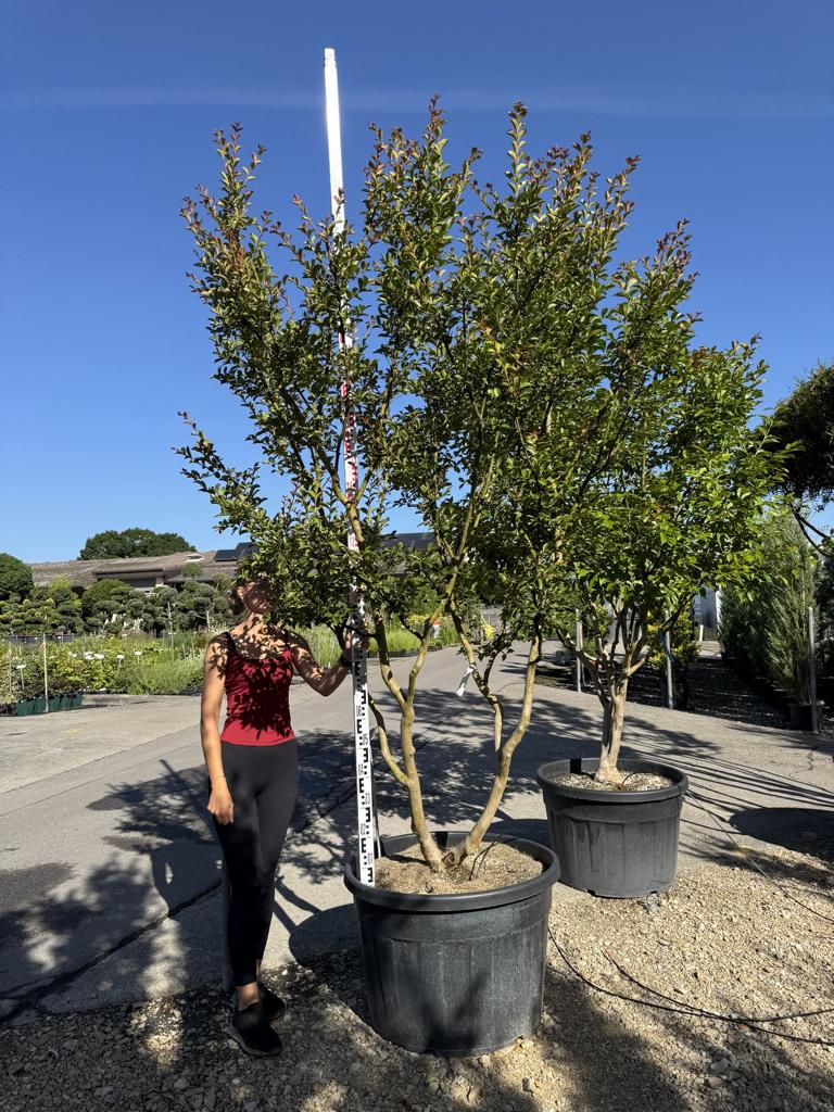 Lagerstroemia indica 'Monbazillac'