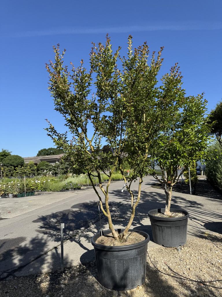 Lagerstroemia indica 'Monbazillac'