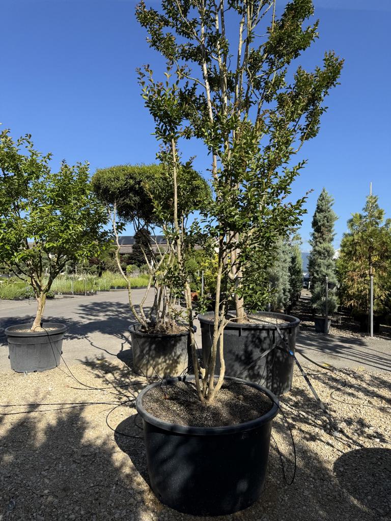 Lagerstroemia indica 'Monbazillac'