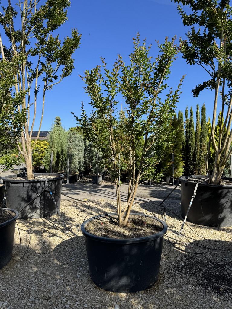 Lagerstroemia indica 'Monbazillac'