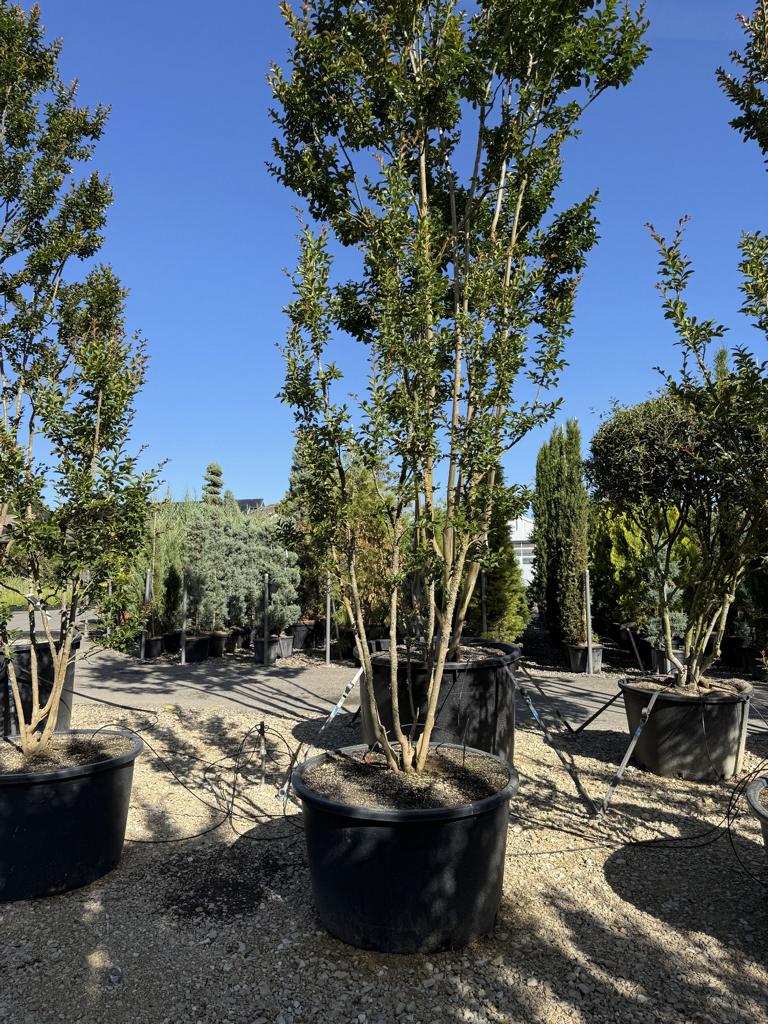 Lagerstroemia indica 'Monbazillac'