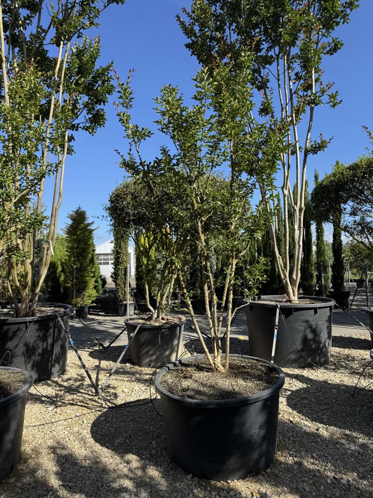 Lagerstroemia indica 'Monbazillac'