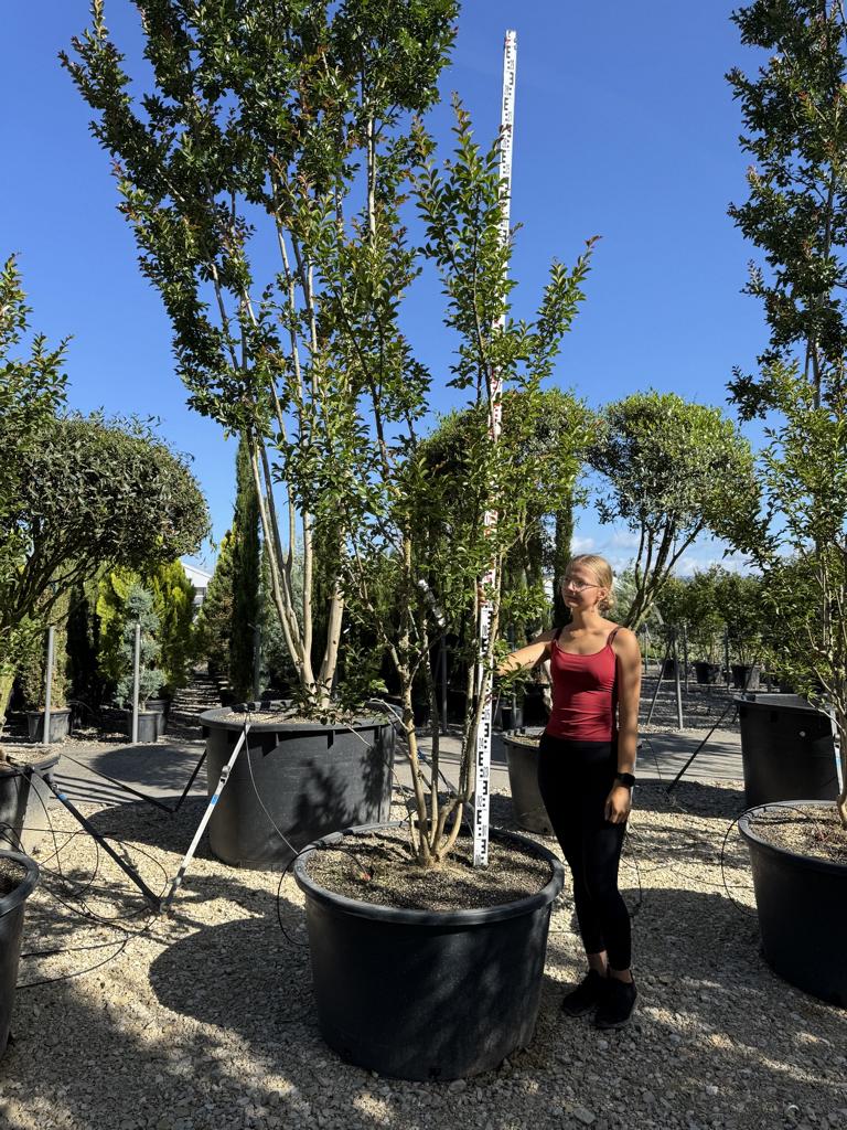 Lagerstroemia indica 'Monbazillac'