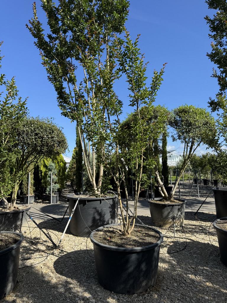 Lagerstroemia indica 'Monbazillac'