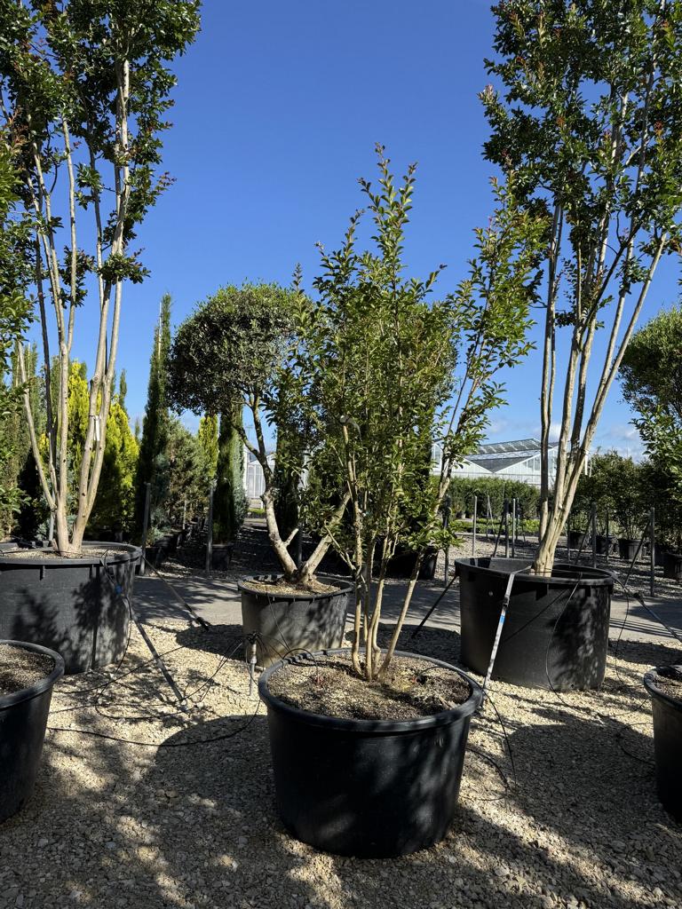 Lagerstroemia indica 'Monbazillac'