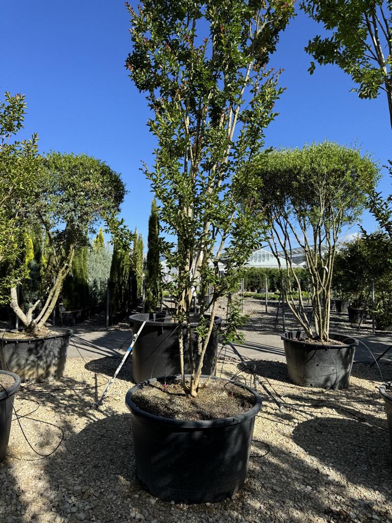 Lagerstroemia indica 'Monbazillac'