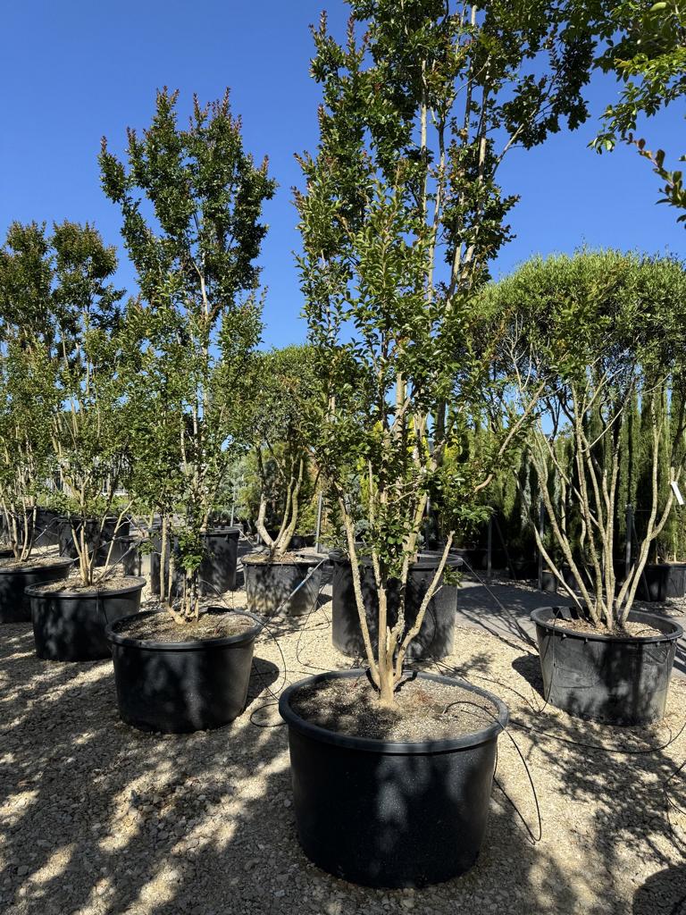 Lagerstroemia indica 'Monbazillac'