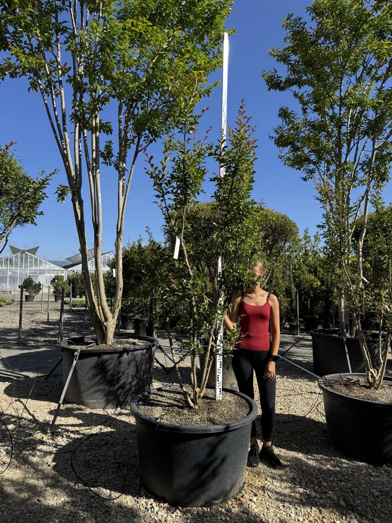 Lagerstroemia indica 'Monbazillac'