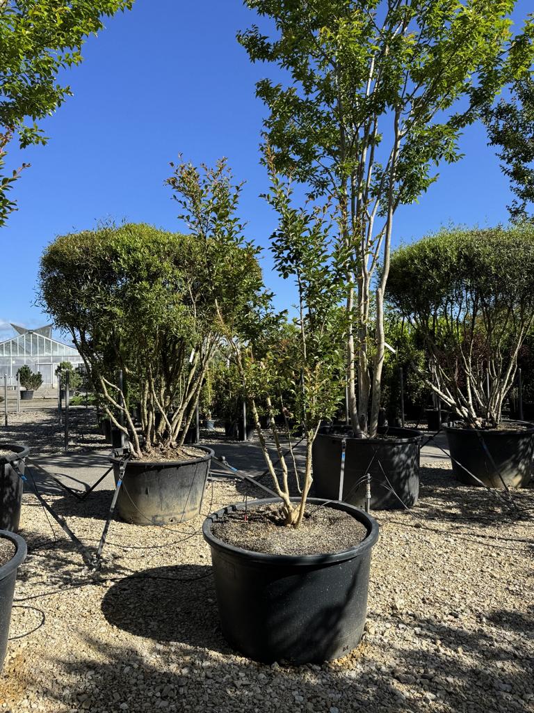 Lagerstroemia indica 'Monbazillac'