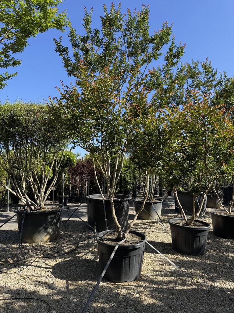 Lagerstroemia indica 'Terre Chinoise'