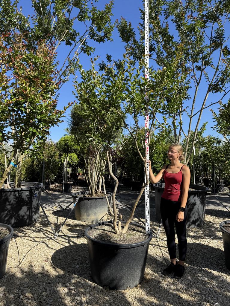 Lagerstroemia indica 'Terre Chinoise'