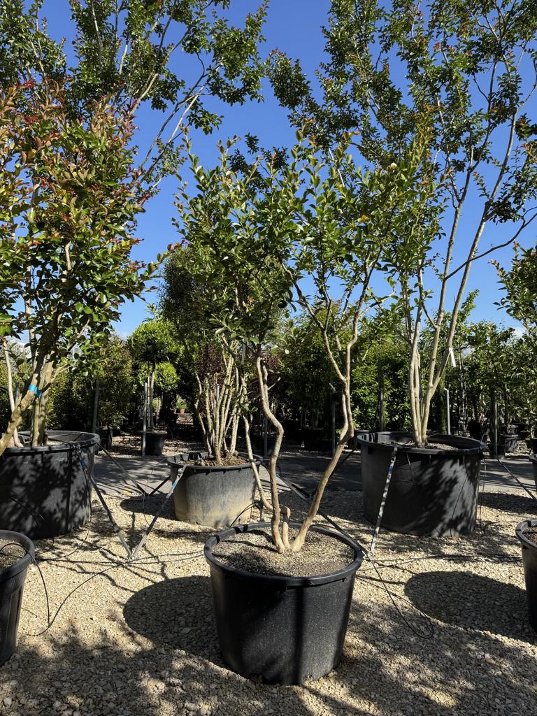 Lagerstroemia indica 'Terre Chinoise'