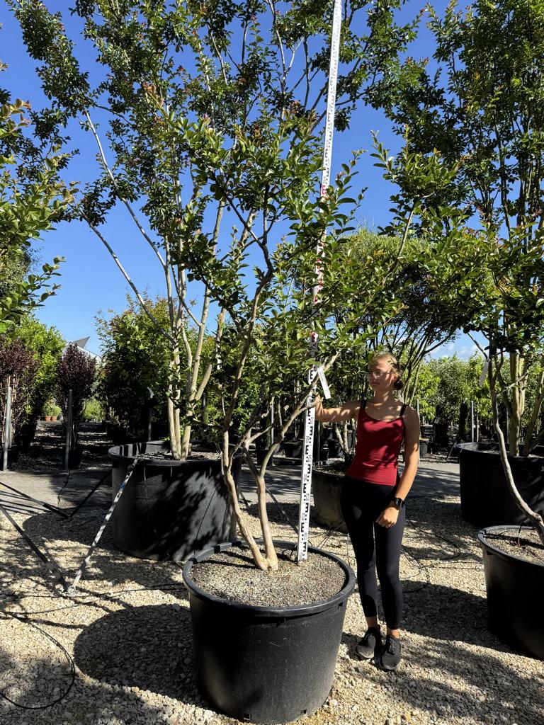 Lagerstroemia indica 'Terre Chinoise'