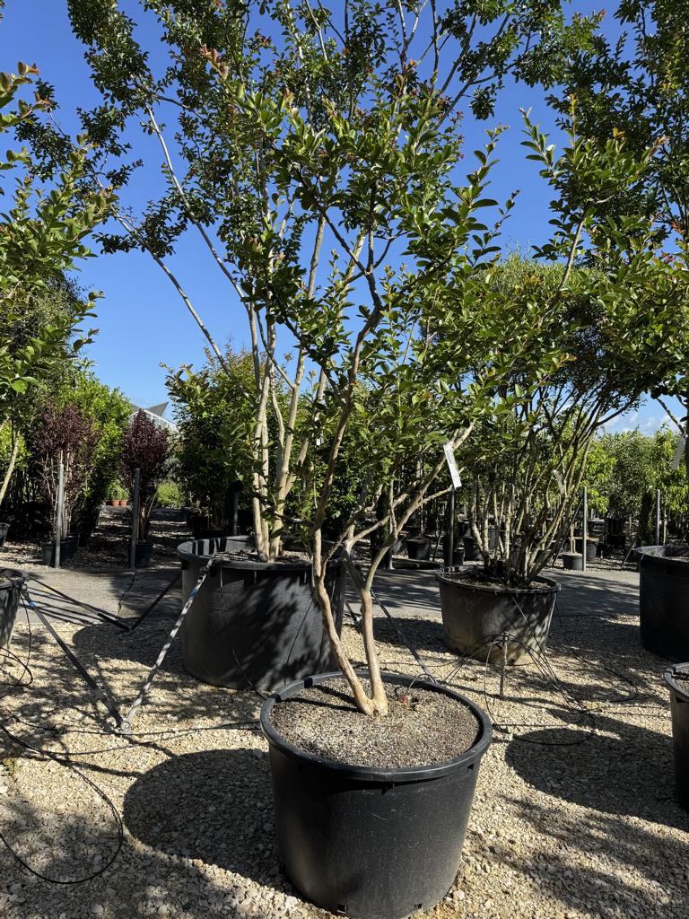 Lagerstroemia indica 'Terre Chinoise'