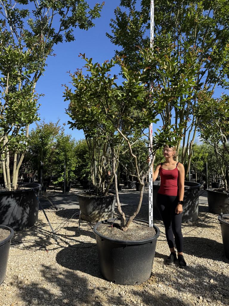 Lagerstroemia indica 'Terre Chinoise'