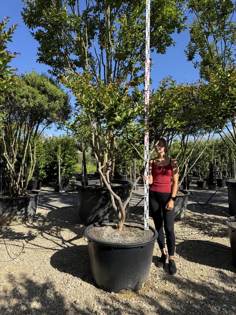 Lagerstroemia indica 'Terre Chinoise'