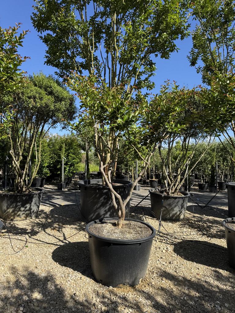 Lagerstroemia indica 'Terre Chinoise'