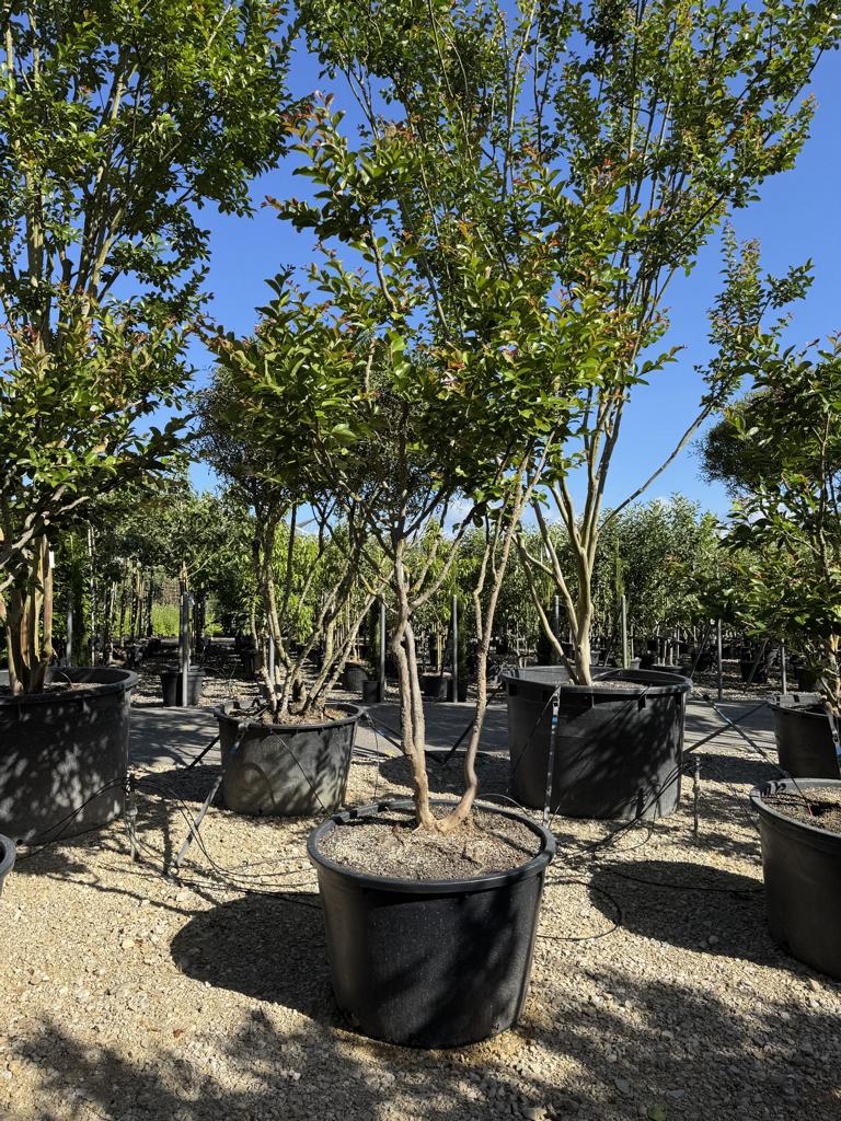Lagerstroemia indica 'Terre Chinoise'