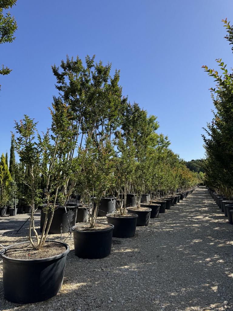 Lagerstroemia indica 'Terre Chinoise'