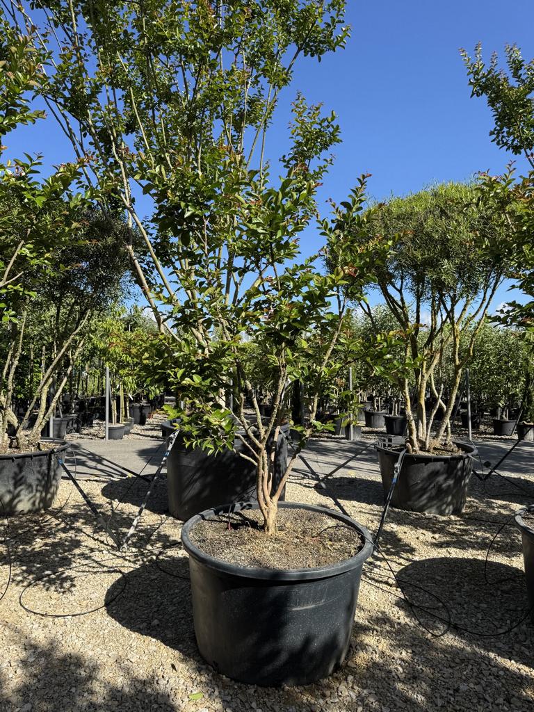 Lagerstroemia indica 'Terre Chinoise'