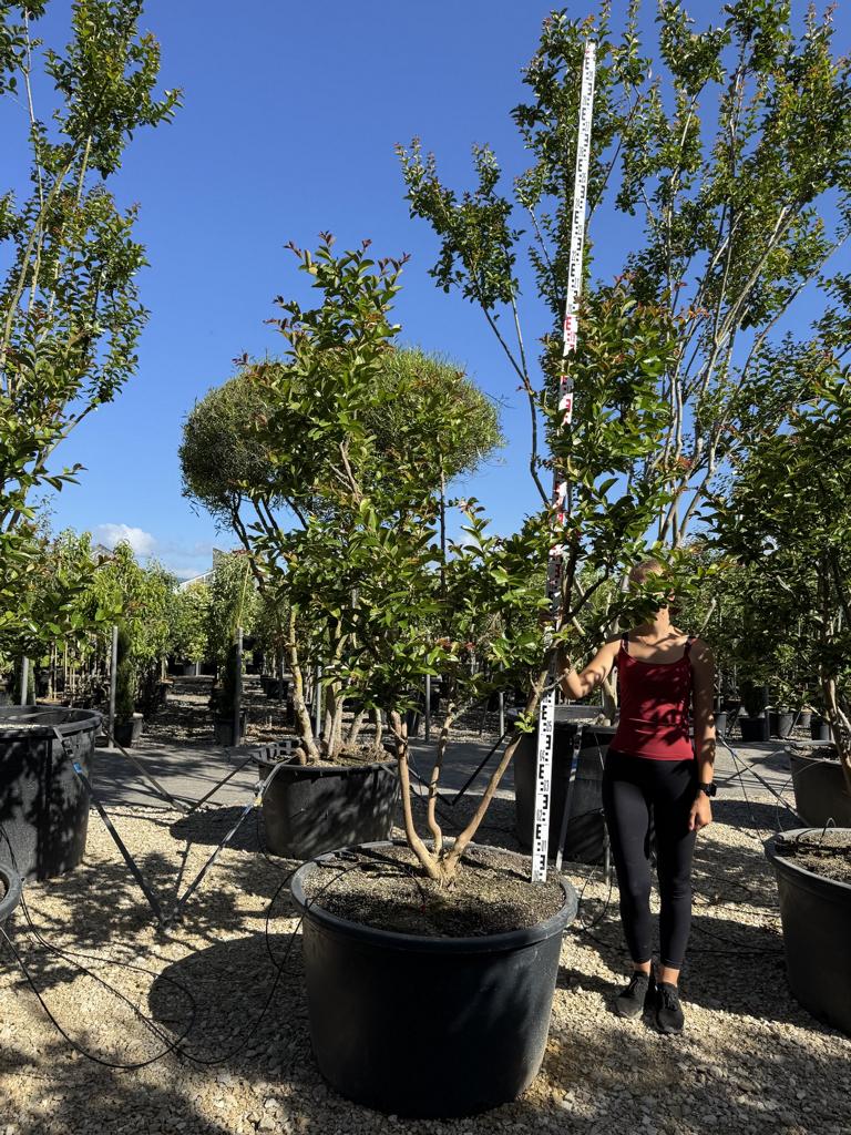 Lagerstroemia indica 'Terre Chinoise'