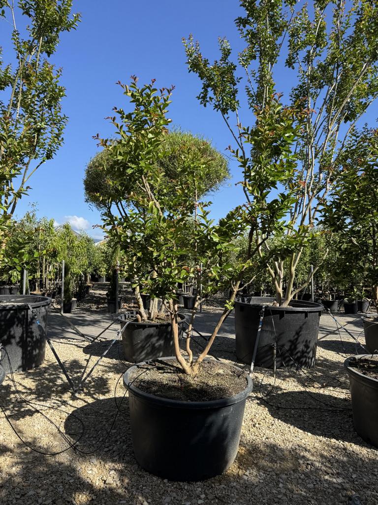 Lagerstroemia indica 'Terre Chinoise'