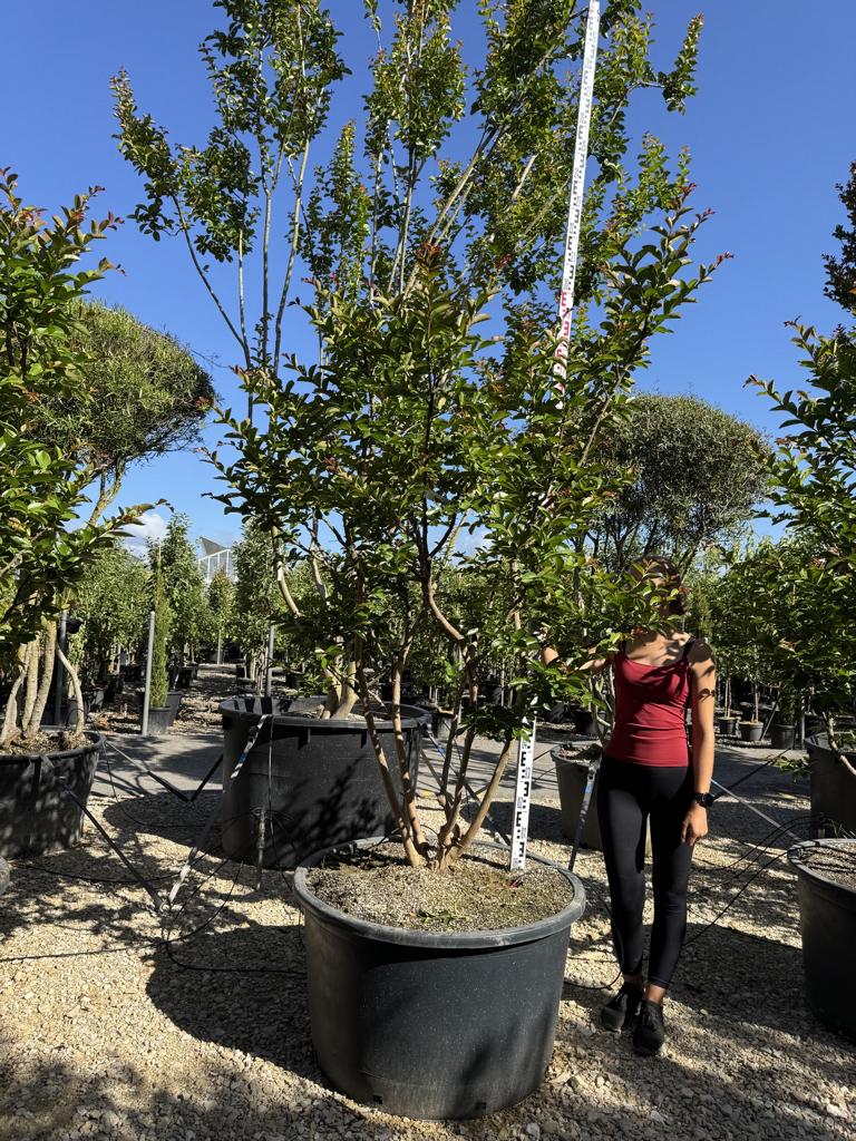 Lagerstroemia indica 'Terre Chinoise'
