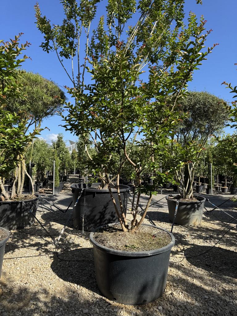 Lagerstroemia indica 'Terre Chinoise'