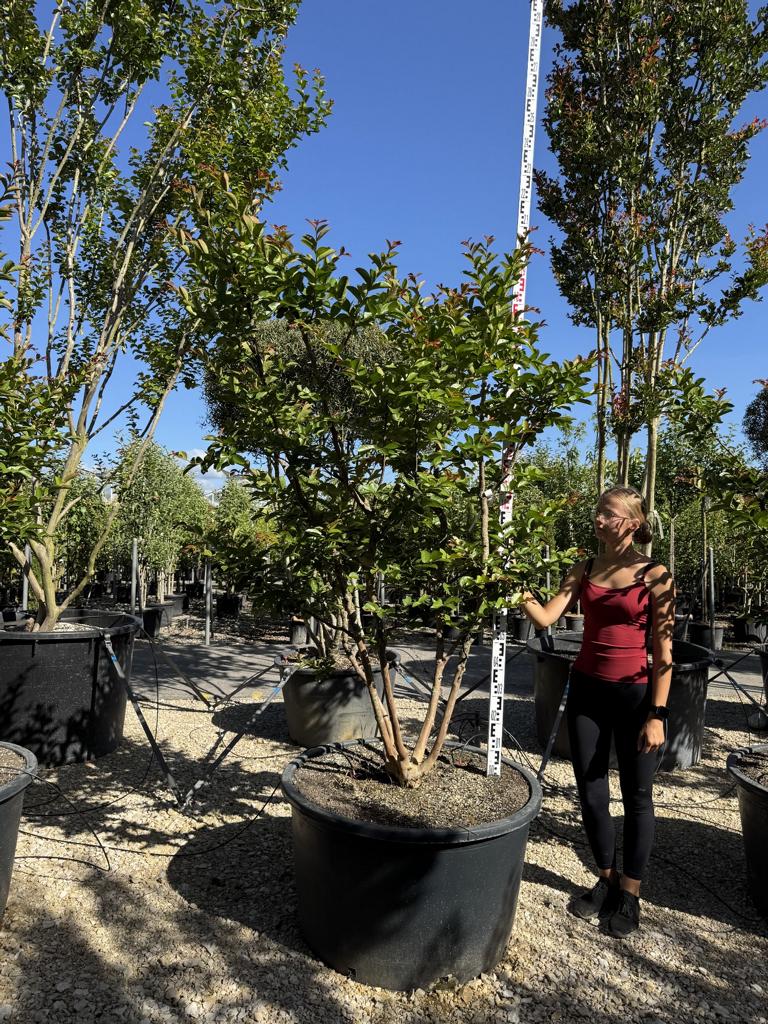 Lagerstroemia indica 'Terre Chinoise'