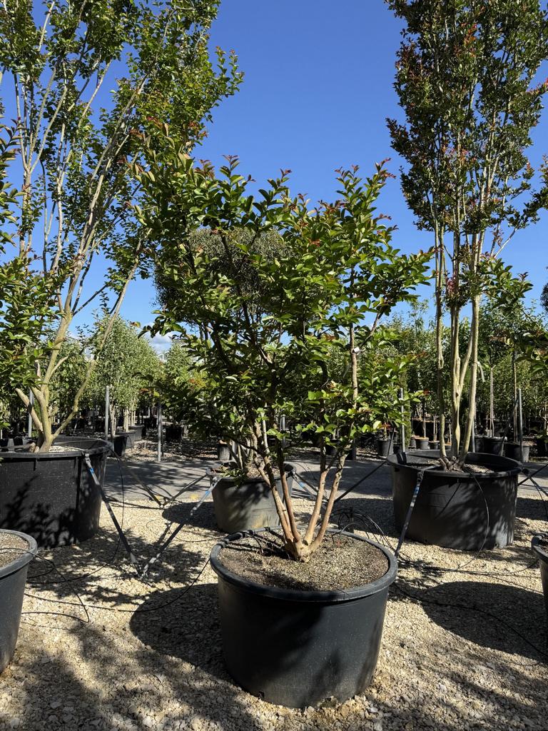Lagerstroemia indica 'Terre Chinoise'