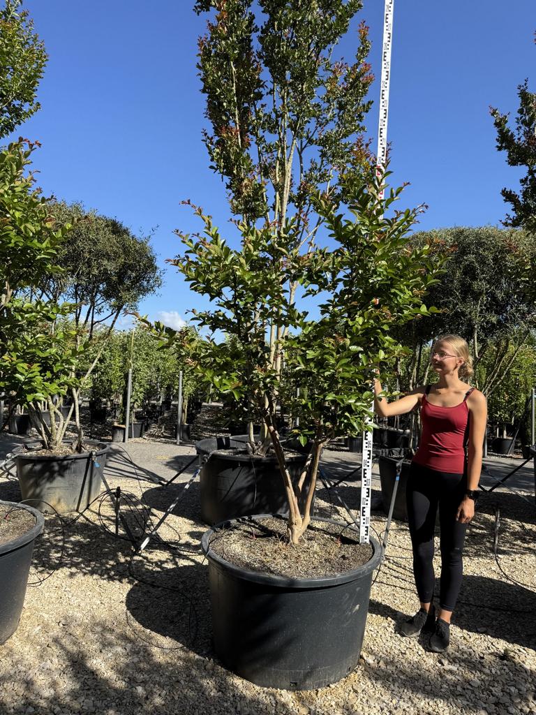 Lagerstroemia indica 'Terre Chinoise'