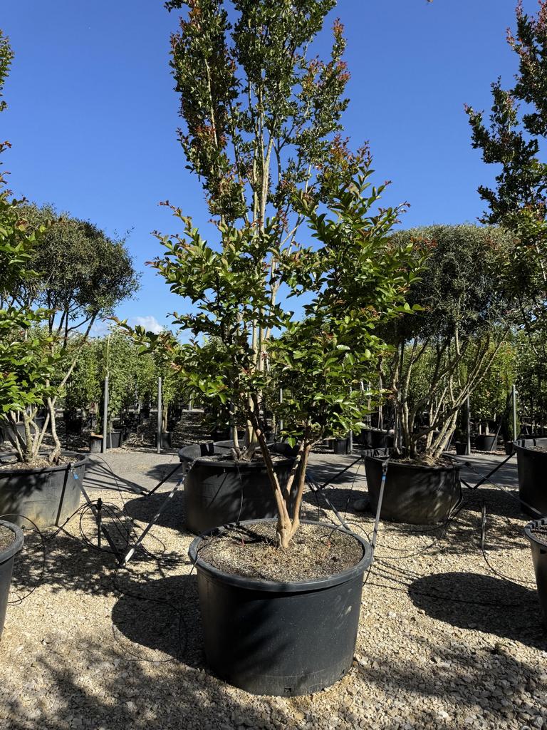 Lagerstroemia indica 'Terre Chinoise'