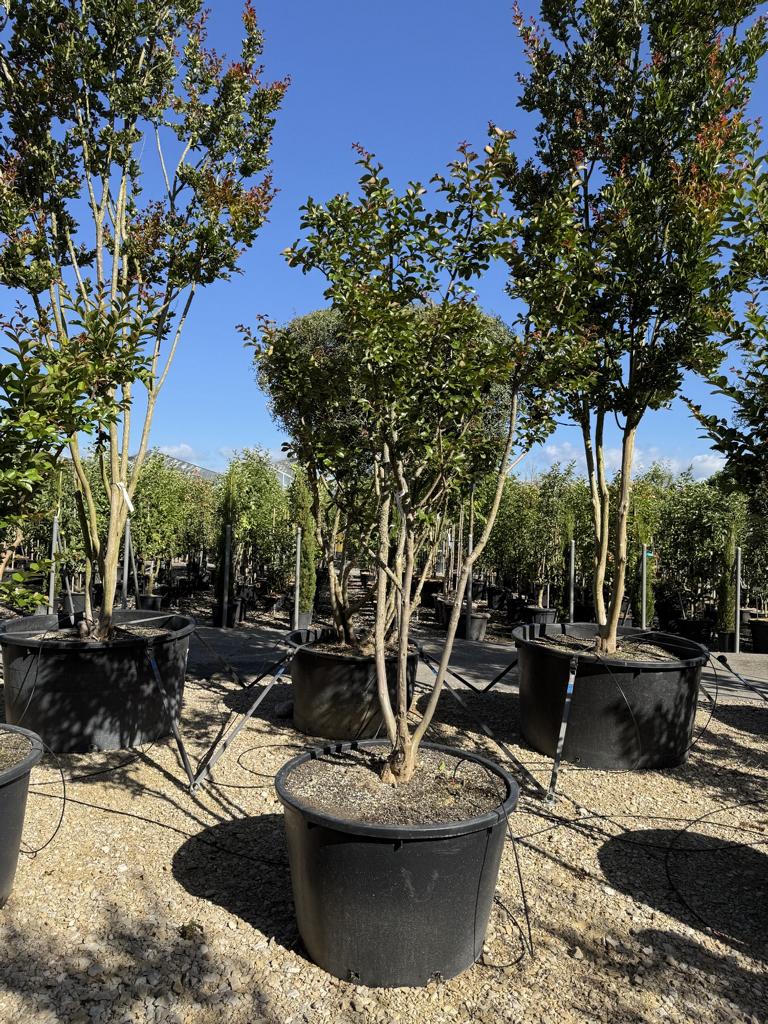 Lagerstroemia indica 'Jacqueline Desmartis'
