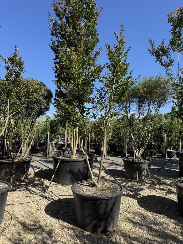 Lagerstroemia indica 'Jacqueline Desmartis'