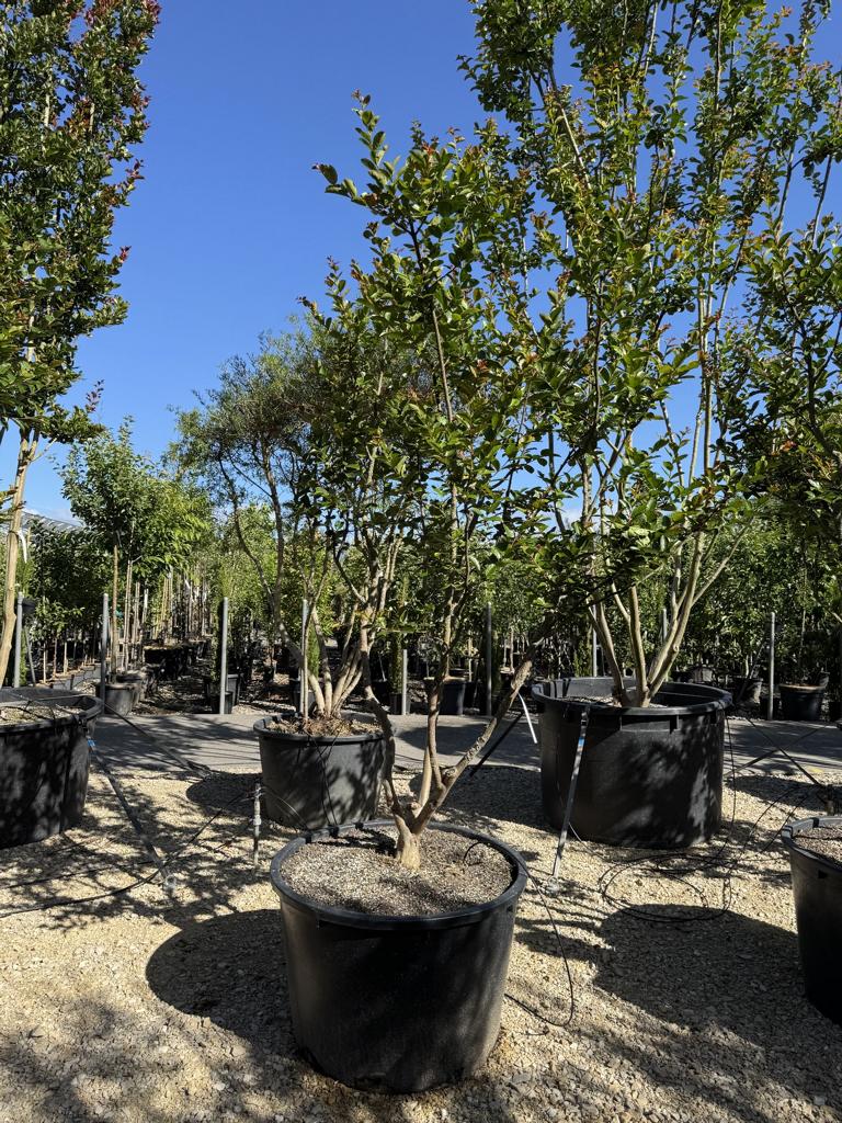 Lagerstroemia indica 'Jacqueline Desmartis'