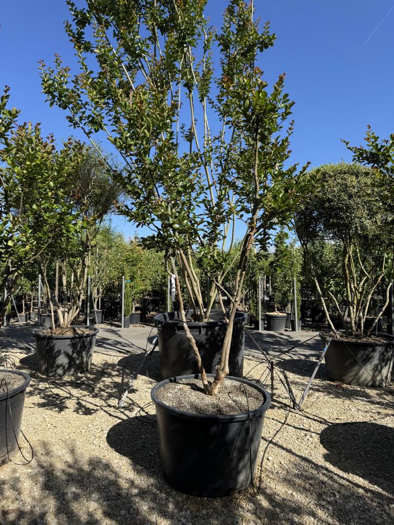 Lagerstroemia indica 'Jacqueline Desmartis'