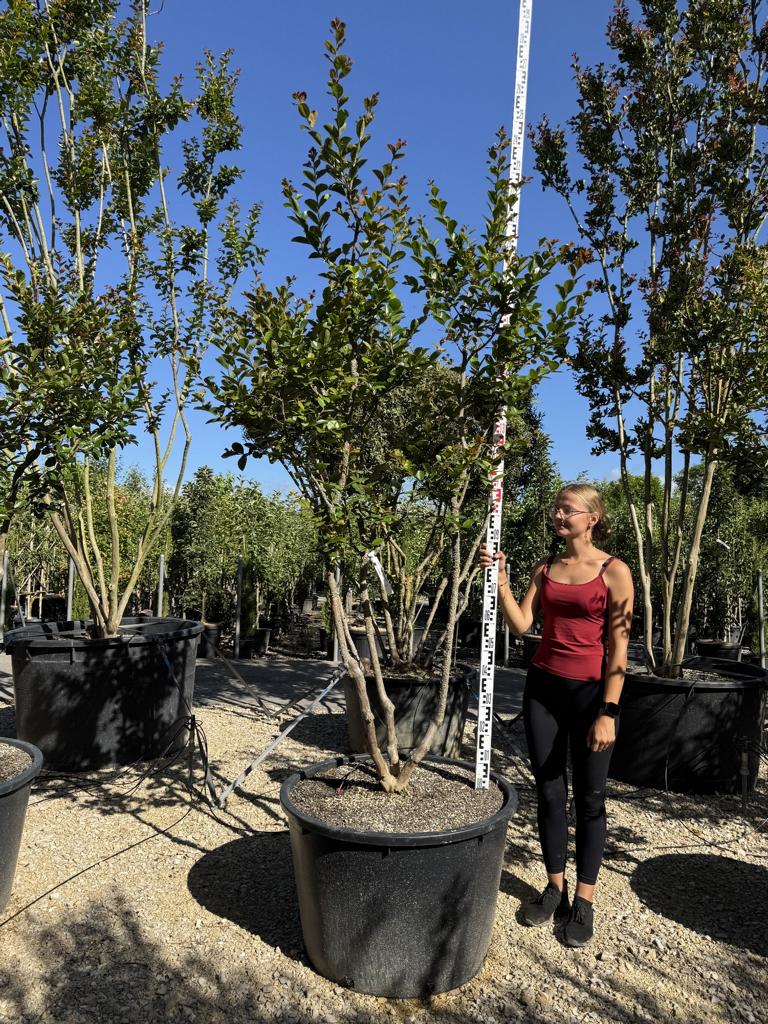 Lagerstroemia indica 'Jacqueline Desmartis'