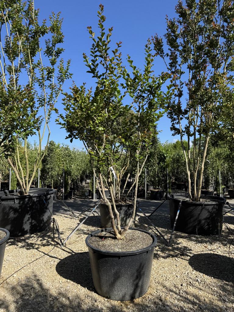 Lagerstroemia indica 'Jacqueline Desmartis'