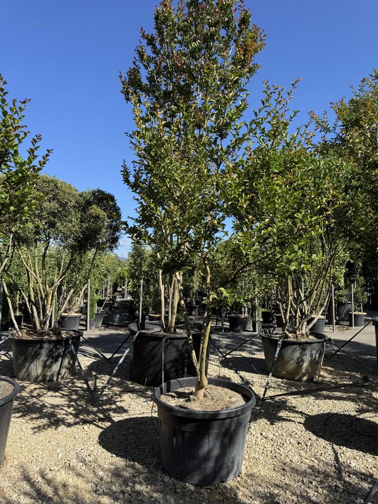 Lagerstroemia indica 'Jacqueline Desmartis'