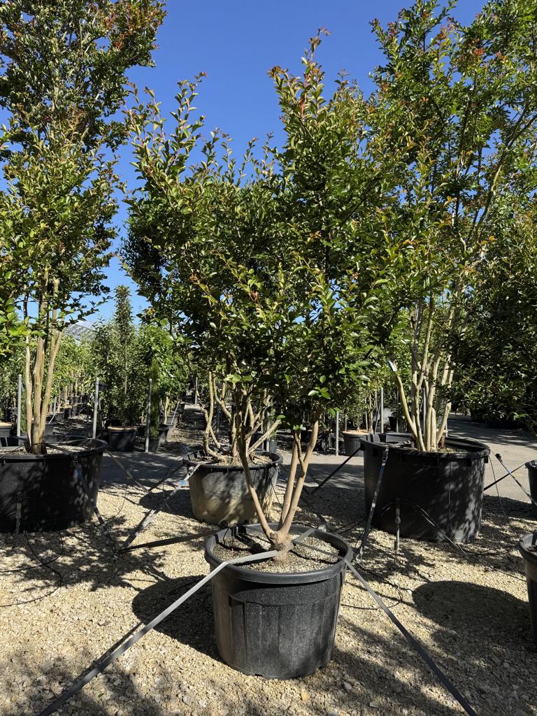 Lagerstroemia indica 'Jacqueline Desmartis'