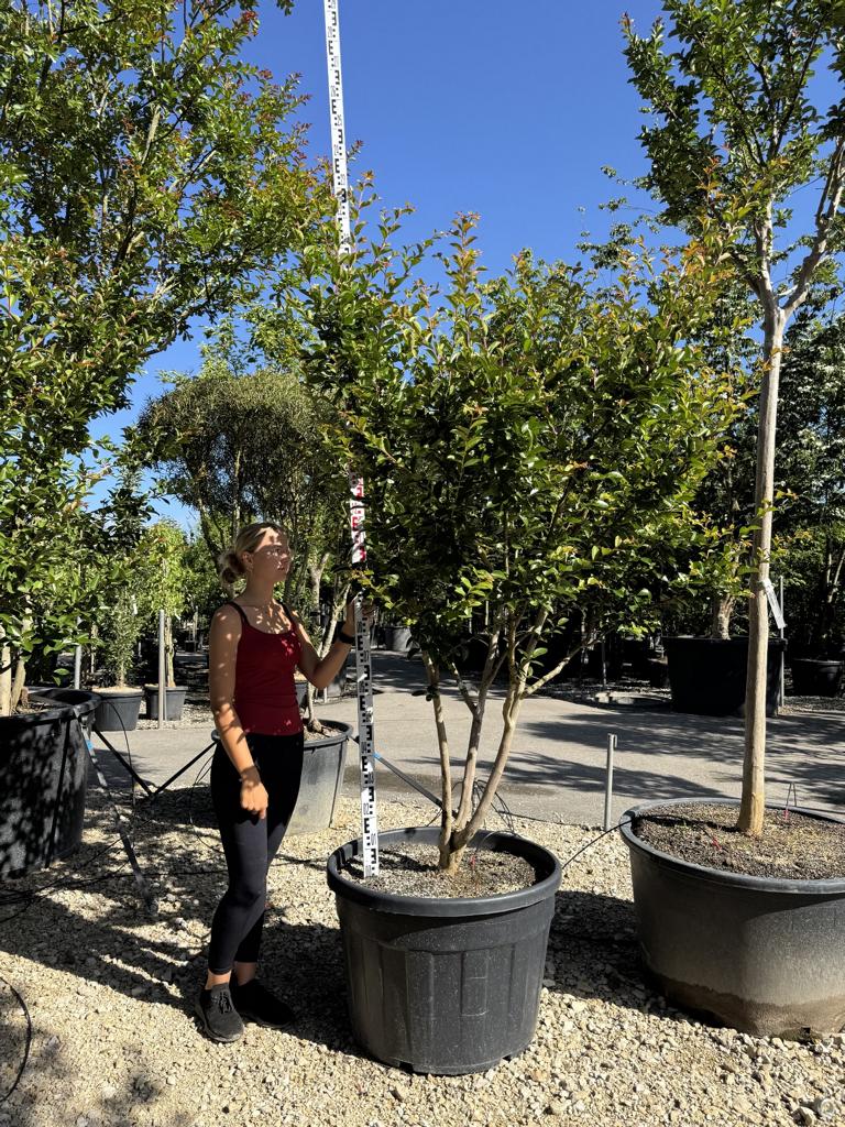 Lagerstroemia indica 'Jacqueline Desmartis'