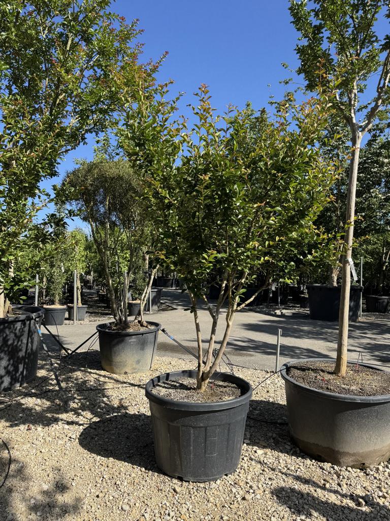 Lagerstroemia indica 'Jacqueline Desmartis'