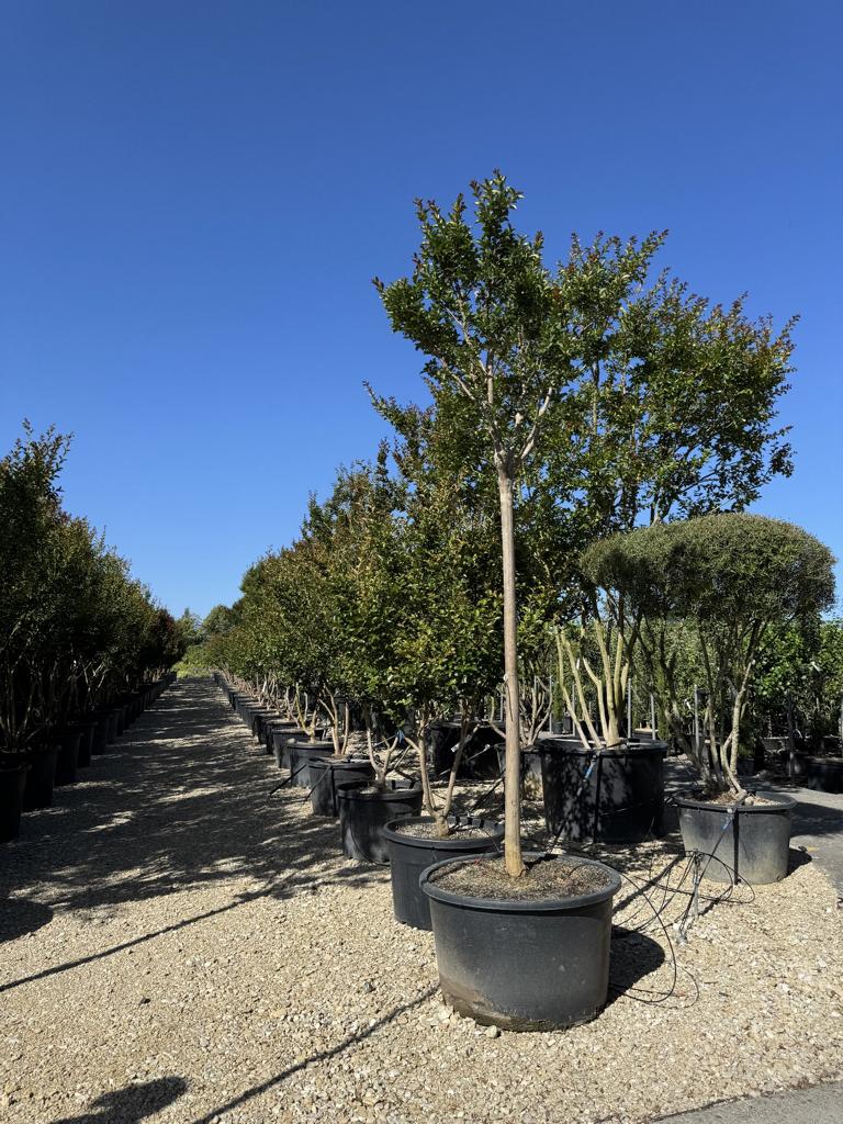 Lagerstroemia indica 'Grande Cru' dunkelrosa / rose foncé