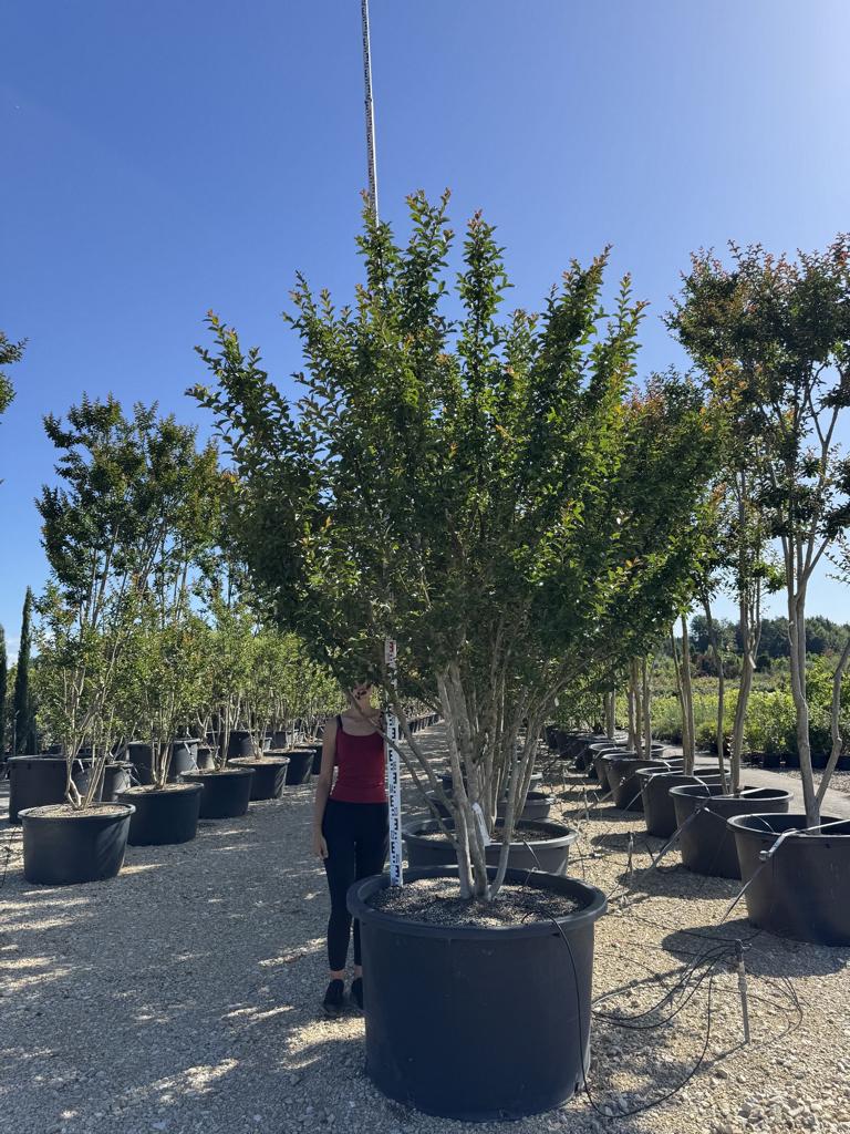 Lagerstroemia indica 'Grande Cru' dunkelrosa / rose foncé