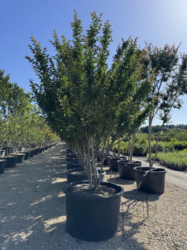Lagerstroemia indica 'Grande Cru' dunkelrosa / rose foncé