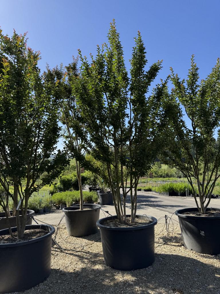 Lagerstroemia indica 'Grande Cru' dunkelrosa / rose foncé